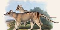 O tigre-da-tasmânia foi o maior marsupial carnívoro do mundo   Foto: John Gould / BBC News Brasil