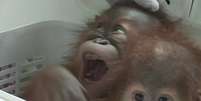 Os primatas seriam vendidos na internet como animais de estimação.  Foto: BBC News Brasil