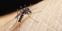 O Aedes aegypti é o transmissor dos vírus da dengue, zika e chikungunya.   Foto: iStock