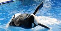 Tilikum foi uma das mais famosas orcas do parque SeaWorld  Foto: Getty Images