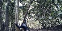 Cientistas registram imagens inéditas de chimpanzés produzindo e usando ferramentas para beber água  Foto: BBC Brasil