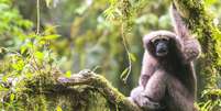 Os gibões vivem na copa das árvores de florestas tropicais chinesas  Foto: Fan Peng-Fei / BBC News Brasil