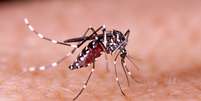 O Aedes aegypt é o mosquito responsável pela doença da febre amarela em áreas urbanas  Foto: iStock