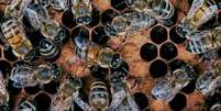 Ferramenta usa a inteligência coletiva das abelhas como modelo  Foto: Getty Images