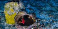 O recife de corais, esponjas e rodolitos tem 9,5 mil quilômetros quadrados  Foto: Agência Brasil