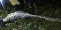 Agricultor foi engolido por inteiro dentro da cobra  Foto: West Sulawesi Police / BBC News Brasil