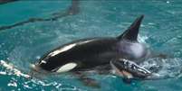 No ano passado, parque SeaWorld anunciou o fim da reprodução desses animais em cativeiro.  Foto: BBC