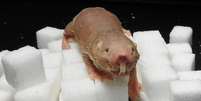 De aspecto estranho, o roedor não para de surpreender os cientistas  Foto: PA / BBC News Brasil