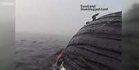 Tubarão come carcaça de baleia-jubarte na Califórnia  Foto: BBC News Brasil