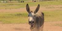 ";Perdi cinco burros (para gangues) e se eu perder mais um, não vou poder alimentar minha família", diz Lucky Montsho, proprietário de burros.  Foto: BBC