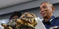 Tartarugas apreendidas no Aeroporto Internacional de Kuala Lumpur.  Foto: EFE