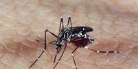 Aedes aegypti  Foto: Agência Brasil