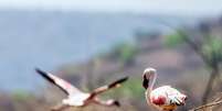 Flamingos  Foto: BBC News Brasil