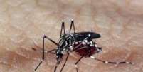 O estudo teve inicio há 10 anos, a partir da constatação de ribeirinhos que relataram a ausência do mosquito transmissor da malária nas regiões onde são encontradas a  planta amazônica   Foto: Agência Brasil