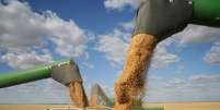 As três principais lavouras de grãos do país deverão ter crescimento neste ano: soja (17,2%), arroz (14,7%) e milho (52,3%)  Foto: iStock