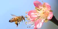 Abelha e flor  Foto: BBC News Brasil