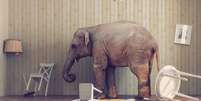 Elefante na sala  Foto: BBC News Brasil