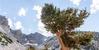 O pinheiro de bristlecone, da Grande Bacia, foi descoberto no oeste dos Estados Unidos   Foto: BBC News Brasil