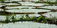 A limpeza do lago deixa ainda mais evidente a beleza das vitórias-régias  Foto: Agência Brasil