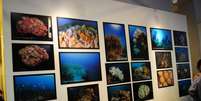 A exposição Rede Abrolhos: Monitorando o Maior Complexo Coralíneo do Atlântico Sul faz parte das comemorações do aniversário do Jardim Botânico  Foto: Agência Brasil