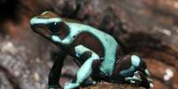 A a rã-venenosa-preta-e-verde é nativa da América Central e da região noroeste da América do Sul   Foto: BBC News Brasil