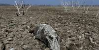 Seca no Paraguai: pesquisadores observaram que as populações de vertebrados sofreram grandes perdas  Foto: Deutsche Welle