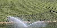 Fazenda de café em Santo Antônio do Jardim, em São Paulo  Foto: Reuters