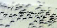 Mosquitos com Wolbachia no insetário da Fiocruz  Foto: Agência Brasil