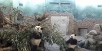 Chengdu-China - Pandas de 2 anos se refugiam do calor em instalações com ar condicionado na Base de Pesquisa e Reprodução dos Pandas Gigantes de Chengdu, capital da província de Sichuan   Foto: Agência Brasil