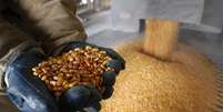 Em foto de arquivo, operador mostra grão de milho em usina GreenField Ethanol em Ontario, Canadá
10/4/2008 REUTERS/Mark Blinch/Files 
  Foto: Reuters