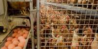 Pesticida fipronil foi utilizado em produções avícolas na Holanda para combater ácaros em galinhas  Foto: Deutsche Welle
