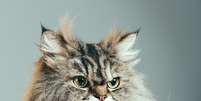 Retrato de um gato persa  Foto: iStock