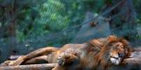 Leão dorme em jaula no zoológico de Caracas
12/07/2017 REUTERS/Carlos Jasso  Foto: Reuters