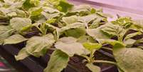 Descoberta feita em estudo com planta do tabaco pode transformar produção de vacinas  Foto: Centro John Innes / BBC News Brasil