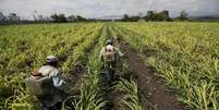 Trabalhadores aplicam fertilizante em canavial de Zacatepec de Hidalgo, M&eacute;xico 
31/05/2017 REUTERS/Edgard Garrido  Foto: Reuters