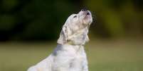 Cães normalmente substituem o latido pelo uivo em situações específicas para chamar a atenção  Foto: iStock