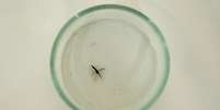Mosquito da malária  Foto: BBC News Brasil