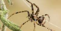 A aranha pirata (Ero sp.) na teia de outra aranha  Foto: Stephen Dalton/Naturepl.com / BBC News Brasil