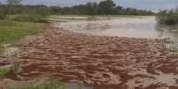 Rede de formigas de fogo  Foto: BBC News Brasil