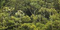 Amazônia leva umidade para toda a América do Sul, influencia regime de chuvas na região, contribui para estabilizar o clima global e ainda tem a maior biodiversidade do planeta.  Foto: Getty Images