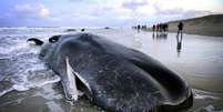 Cachalotes encalharam em praias de diversos países do Atlântico Norte   Foto: BBC News Brasil