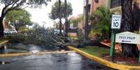 Miami - Árvore caída na pista devido aos fortes ventos das primeiras chuvas ligadas ao Furacão Irma em Miami  Foto: Agência Brasil