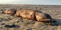 Imagem da criatura na praia  Foto: BBC News Brasil