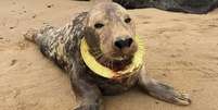 Foca com anel de frisbee em volta do pescoço  Foto: BBC News Brasil