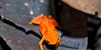 Sapo da espécie Brachycephalus pitanga tem cerca de dois centímetros e pele alaranjada  Foto: Deutsche Welle