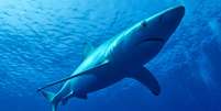 Tubarão azul  Foto: BBC News Brasil