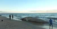 Com 95 mortes, número de baleias encalhadas na costa brasileira bate recorde em 2017 | Foto: Instituto Baleia Jubarte   Foto: BBC News Brasil