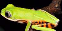 Pithecopus araguaius foi identificada no Mato Grosso por pesquisa de campo que começou em 2010 (Foto: Divulgação)   Foto: BBC News Brasil