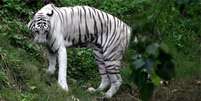 Tigre branco  Foto: BBC News Brasil