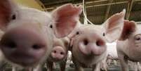 Santa Catarina é o único Estado brasileiro considerado livre de febre aftosa sem vacinação, o que garante ao Estado a primazia de iniciar as vendas à Coreia do Sul, terceiro maior importador mundial de carne suína, atrás apenas do Japão e da China.  Foto: Reuters